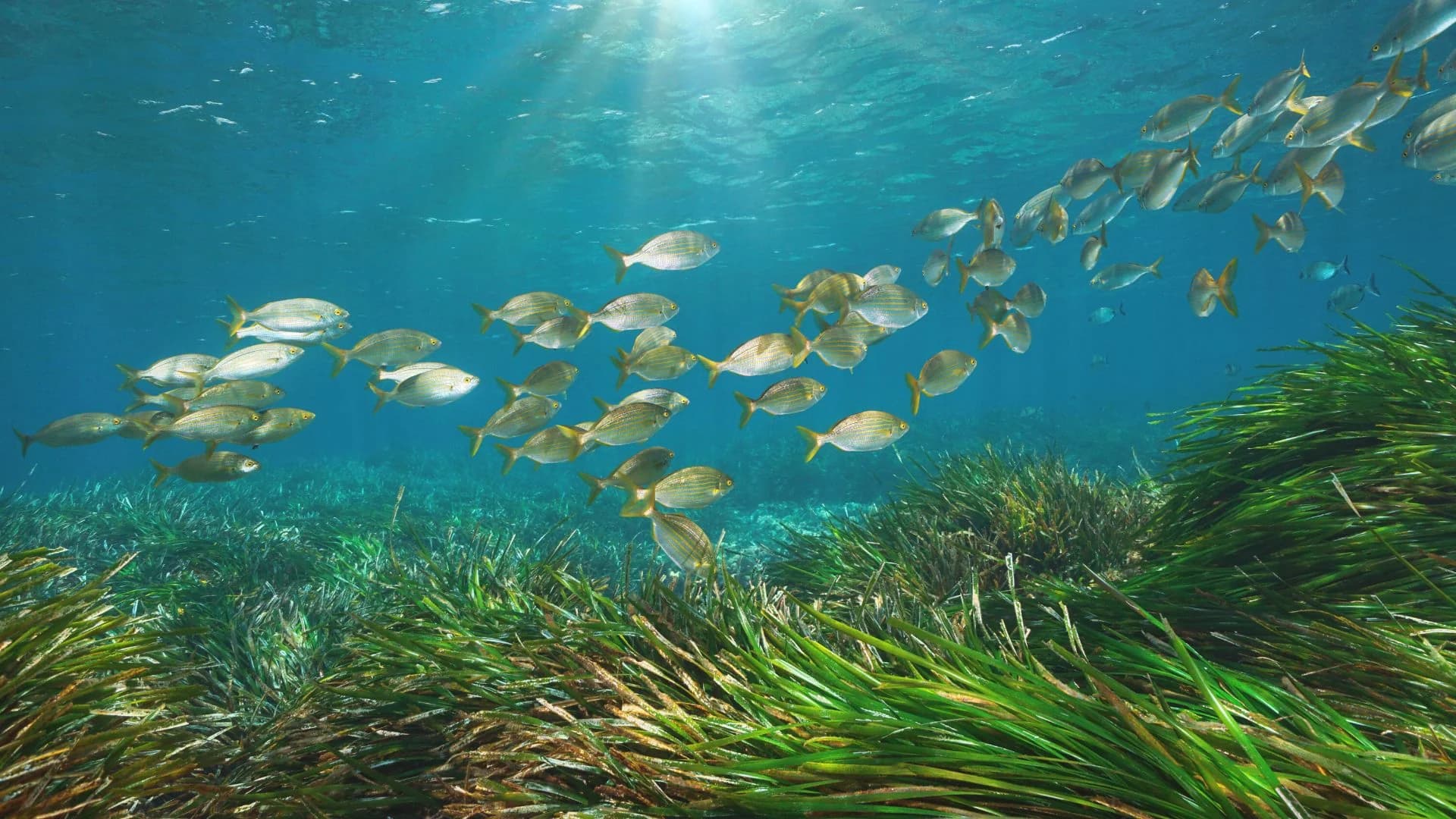 seagrass image