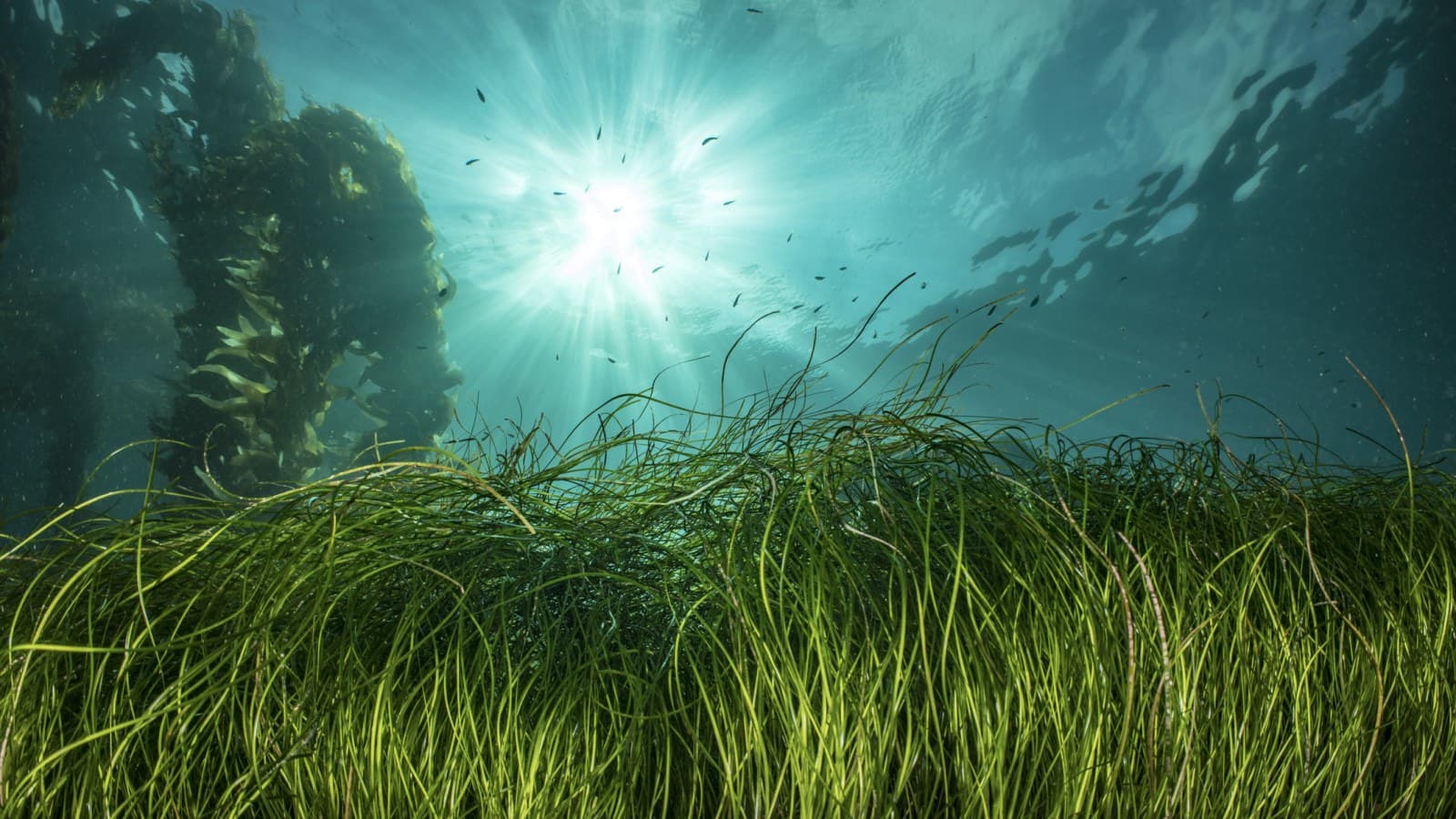 seagrass image